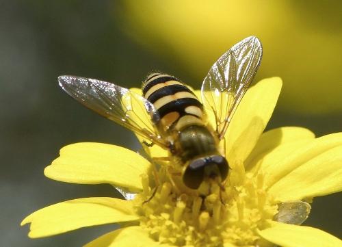 Syrphus ribesii